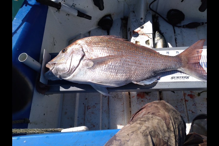 Geoff Preston caught this 85cm Snapper at Mokau during The Hirepool Baitmates Fishing Comp