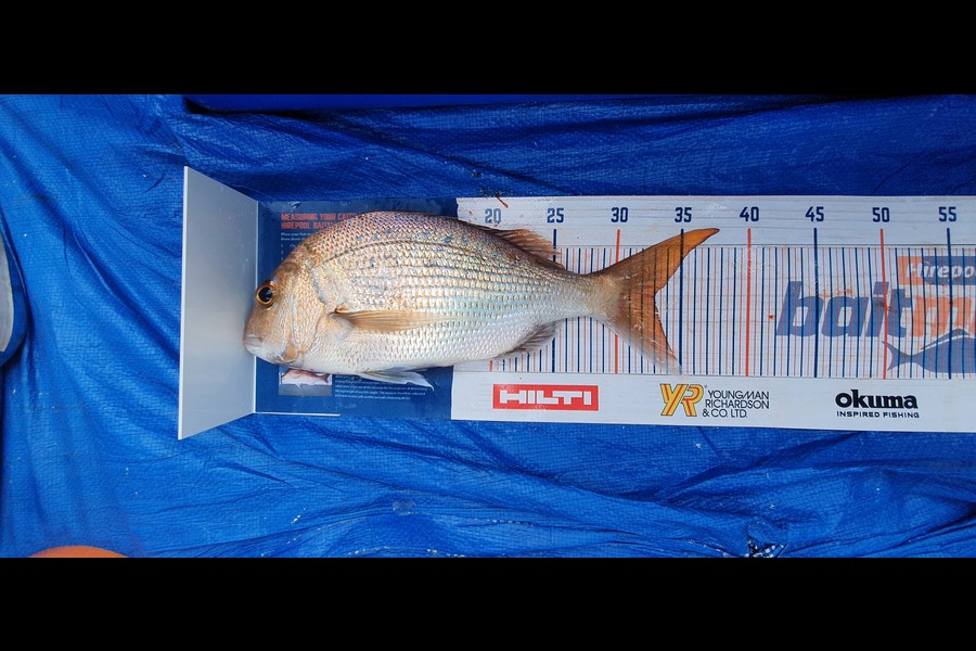Jesse Jackson caught this 33.0cm Snapper at Firth during The Hirepool Baitmates Fishing Comp