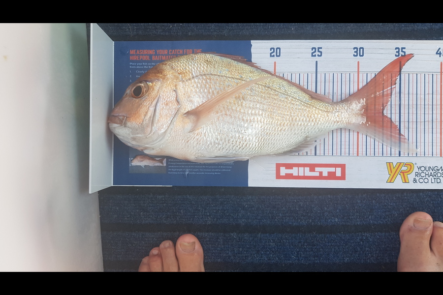Glenn Lucas caught this 33cm Snapper at Kawau during The Hirepool Baitmates Fishing Comp