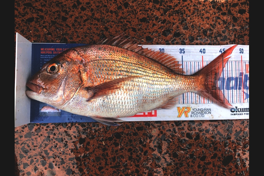 Shawn Beer caught this 43.5cm Snapper at Pauanui  during The Hirepool Baitmates Fishing Comp