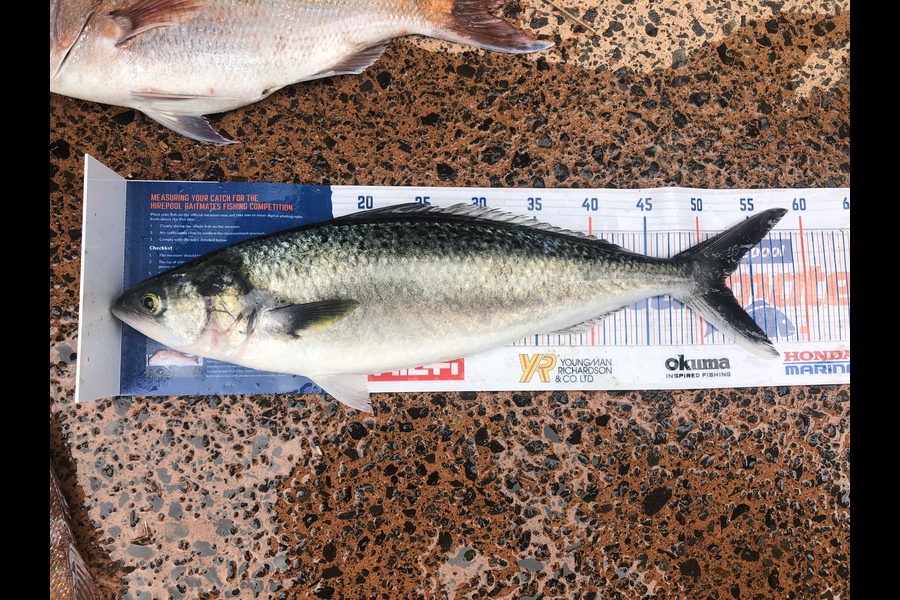 Shawn Beer caught this 52.5cm Kahawai at Pauanui  during The Hirepool Baitmates Fishing Comp