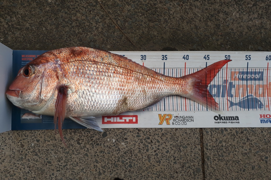 Greg Schimanski caught this 45cm Snapper at Whangaparaoa  during The Hirepool Baitmates Fishing Comp