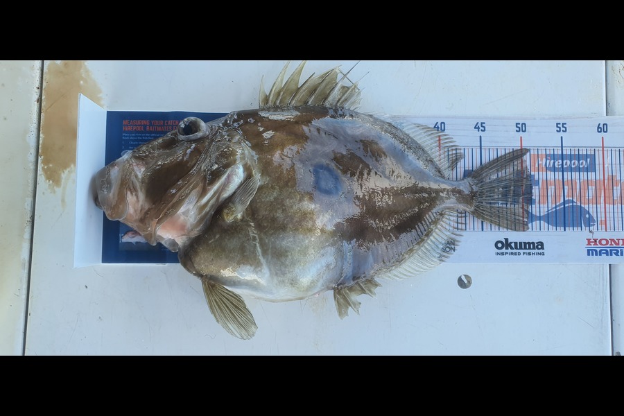 Alex Betteridge caught this 51cm John Dory at Kapiti  during The Hirepool Baitmates Fishing Comp