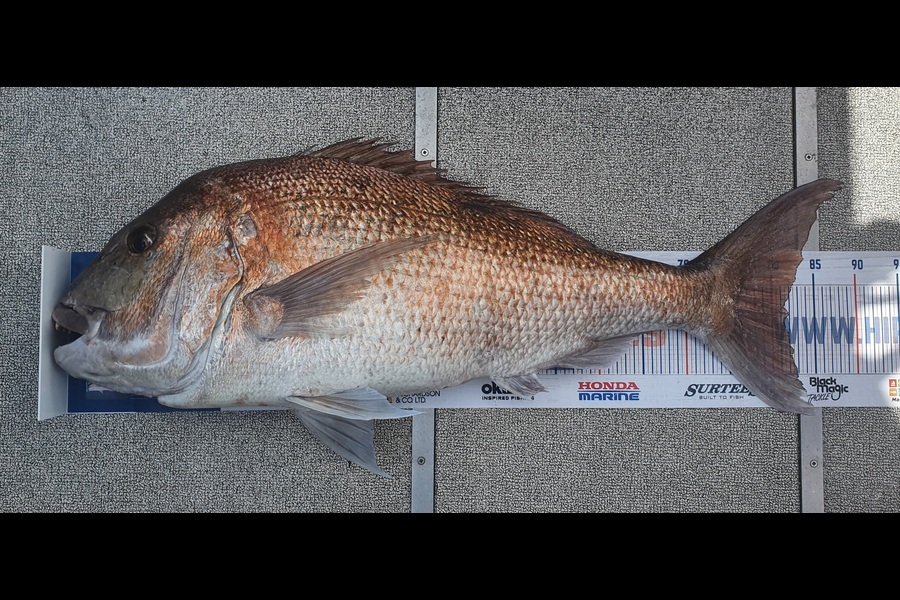 Kristian Borgolte caught this 81.5cm Snapper at Great Barrier during The Hirepool Baitmates Fishing Comp