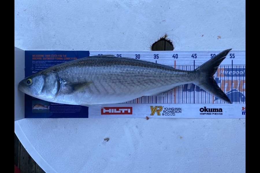 Liam O'Reilly caught this 50cm Kahawai at Hawke’s Bay during The Hirepool Baitmates Fishing Comp