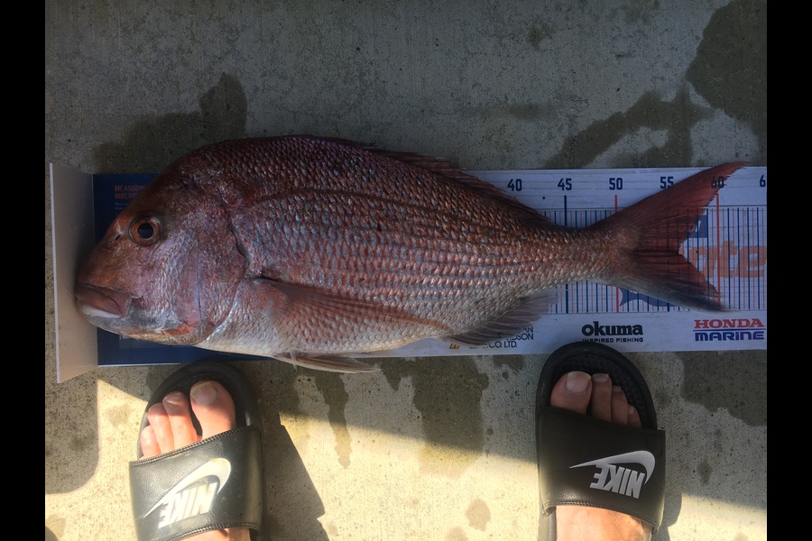 Peter Moody caught this 56.0cm Snapper at Firth Thames during The Hirepool Baitmates Fishing Comp