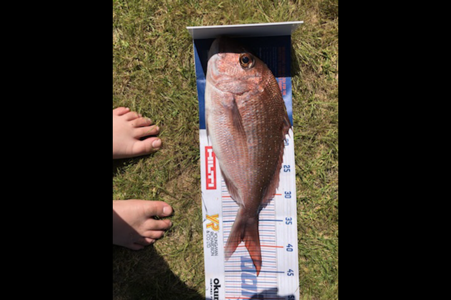 Sol Alderton caught this 38.5cm Snapper at Omaha  during The Hirepool Baitmates Fishing Comp