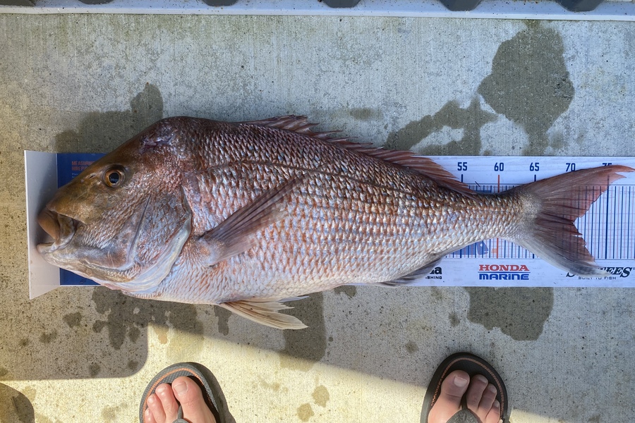Phill Moody caught this 70cm Snapper at Firth of Thames during The Hirepool Baitmates Fishing Comp