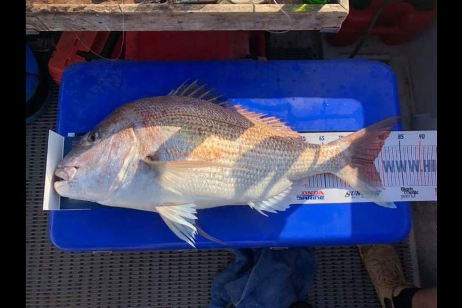 Dawson Boyd caught this 78cm Snapper at Waitara during The Hirepool Baitmates Fishing Comp