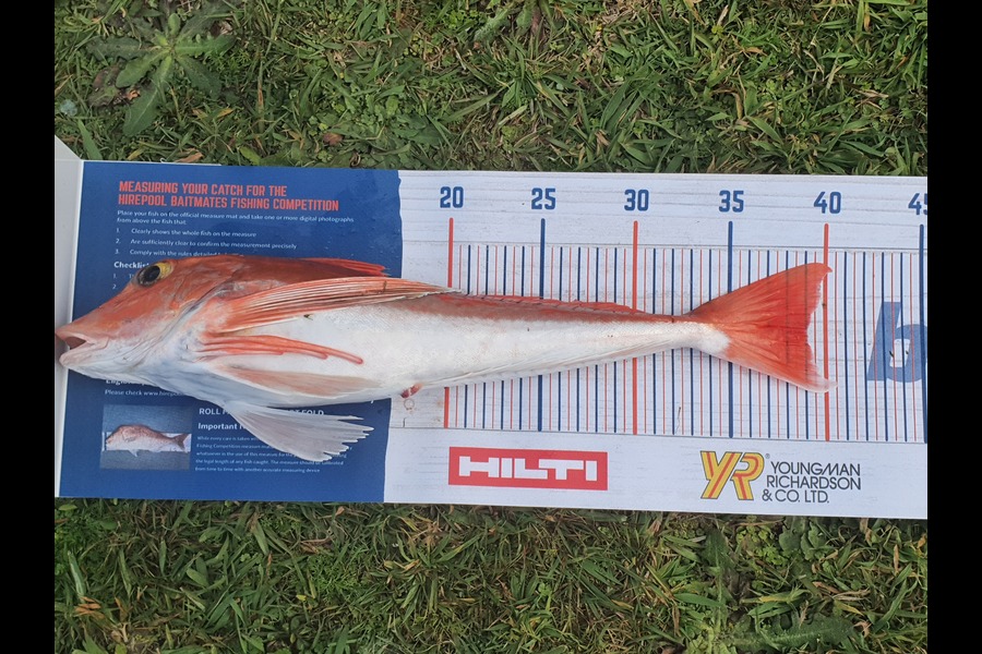 Stephen Torrey caught this 39cm Gurnard at Kawhia  during The Hirepool Baitmates Fishing Comp