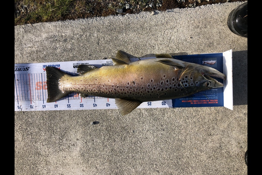 Daniel Perry caught this 63cm Trout at Twizel during The Hirepool Baitmates Fishing Comp
