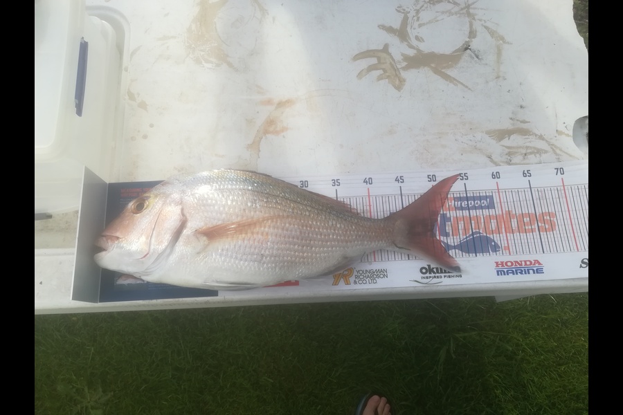Matt Cornelder caught this 48.5cm Snapper at Tauranga  during The Hirepool Baitmates Fishing Comp