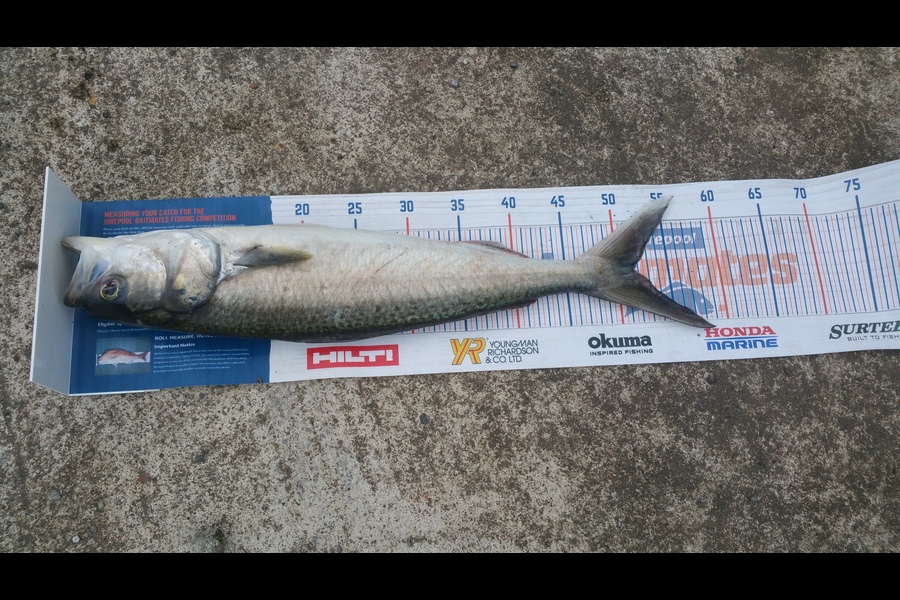 Teun Hendrix caught this 51.5cm Kahawai at Urenui during The Hirepool Baitmates Fishing Comp