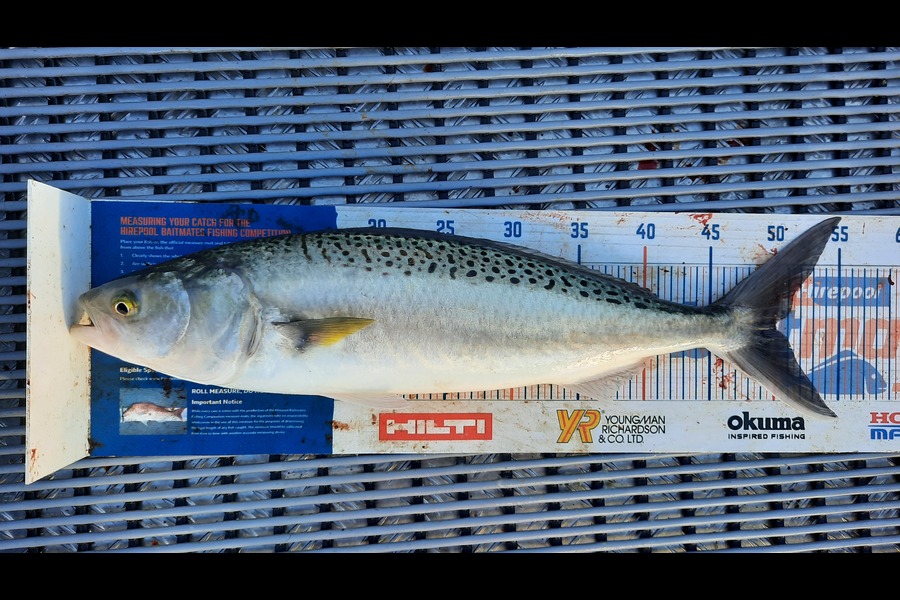 Jayden Emtage caught this 50cm Kahawai at Kaipara harbour during The Hirepool Baitmates Fishing Comp