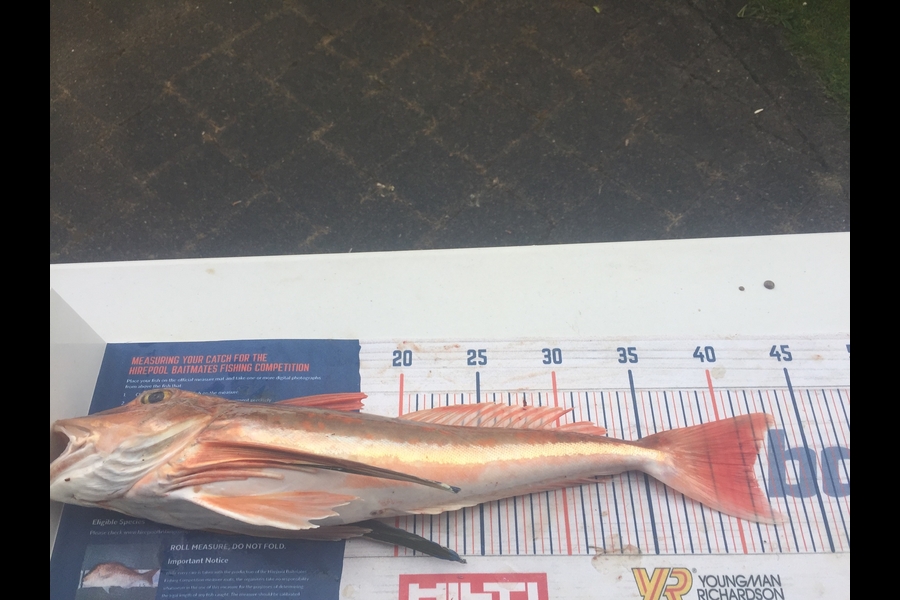 Jeffrey Rich caught this 41.5cm Gurnard at Raglan during The Hirepool Baitmates Fishing Comp
