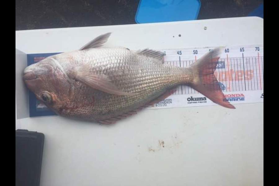Shaun Rich caught this 55cm Snapper at Raglan during The Hirepool Baitmates Fishing Comp