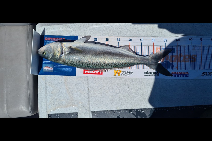 Oto Tamarama caught this 52.0cm Kahawai at Gisborne during The Hirepool Baitmates Fishing Comp