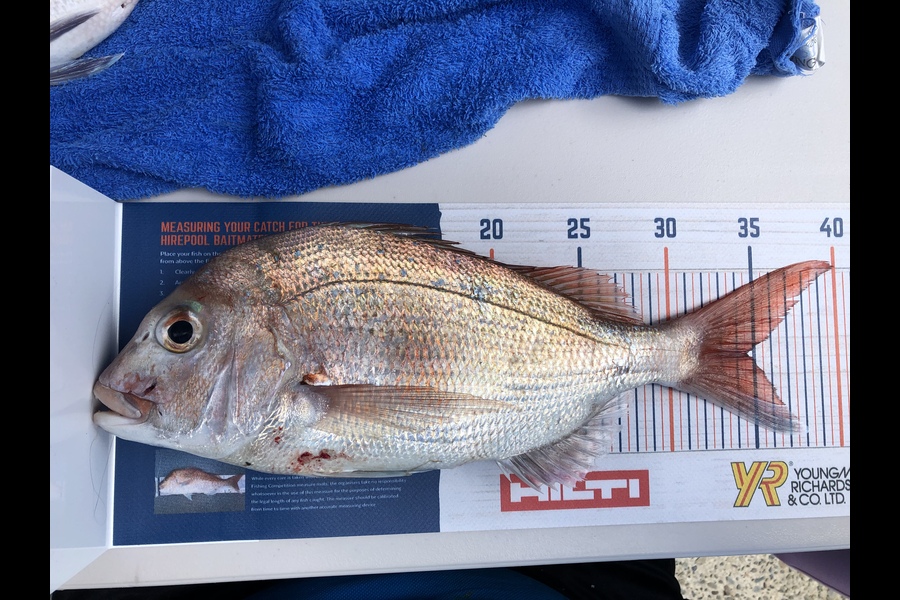 Brian Whitaker caught this 34.5cm Snapper at Tiri during The Hirepool Baitmates Fishing Comp