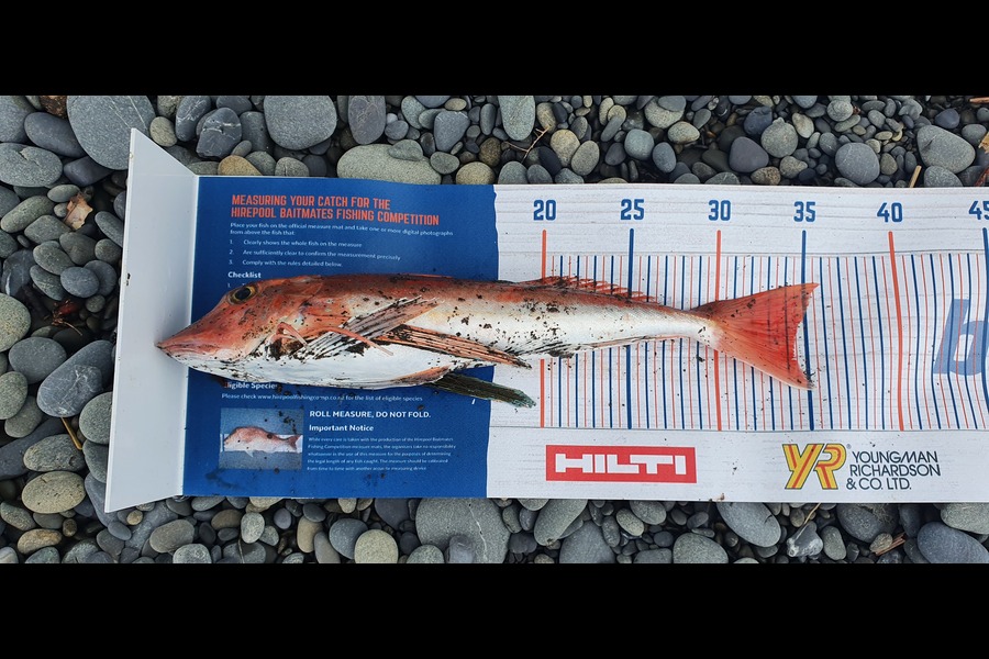Jared Check caught this 34.5cm Gurnard at Hawai during The Hirepool Baitmates Fishing Comp