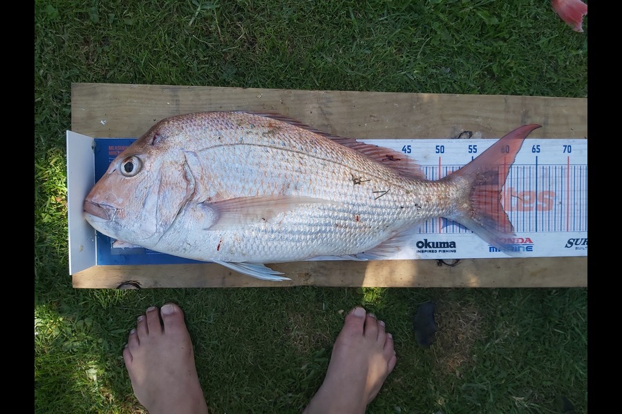 Laurence Papuni caught this 59.5cm Snapper at Opotiki during The Hirepool Baitmates Fishing Comp