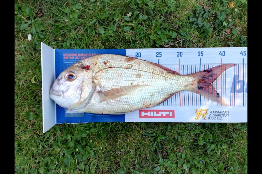 Dennis McLeod caught this 37.5cm Snapper at Whitianga during The Hirepool Baitmates Fishing Comp