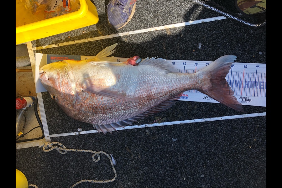 Dave Pope caught this 82.5cm Snapper at Foxton during The Hirepool Baitmates Fishing Comp