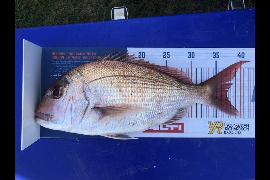Nick Caulton caught this 37cm Snapper at Cooks beach, whitianga  during The Hirepool Baitmates Fishing Comp