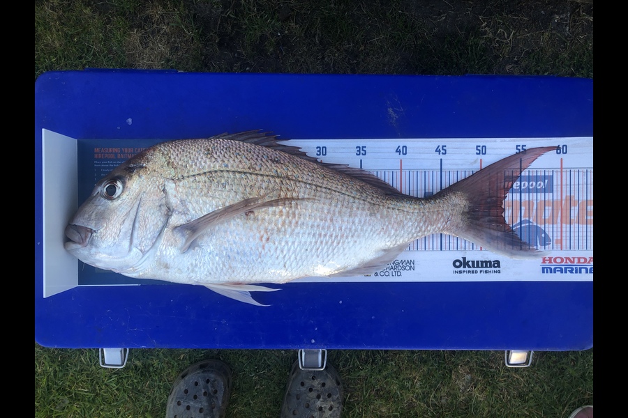 Nick Caulton caught this 53cm Snapper at Opito Bay during The Hirepool Baitmates Fishing Comp