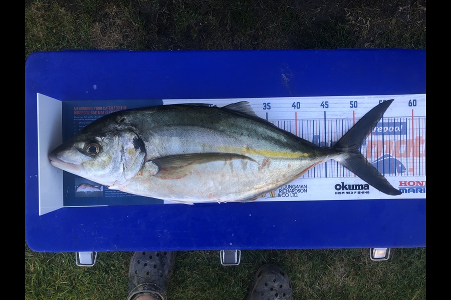 Nick Caulton caught this 50.5cm Trevally at Opito bay during The Hirepool Baitmates Fishing Comp