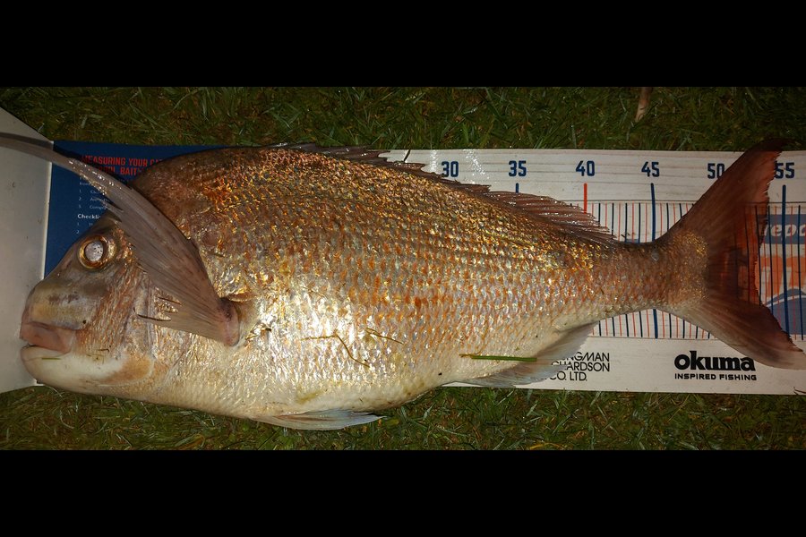 Troy Rae-Royle caught this 52.5cm Snapper at Whangaparaoa  during The Hirepool Baitmates Fishing Comp
