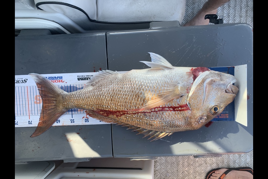 Luke Ross caught this 65cm Snapper at Raglan during The Hirepool Baitmates Fishing Comp
