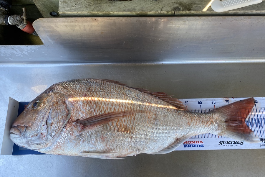 Corey Proffit caught this 79.0cm Snapper at Mokau  during The Hirepool Baitmates Fishing Comp