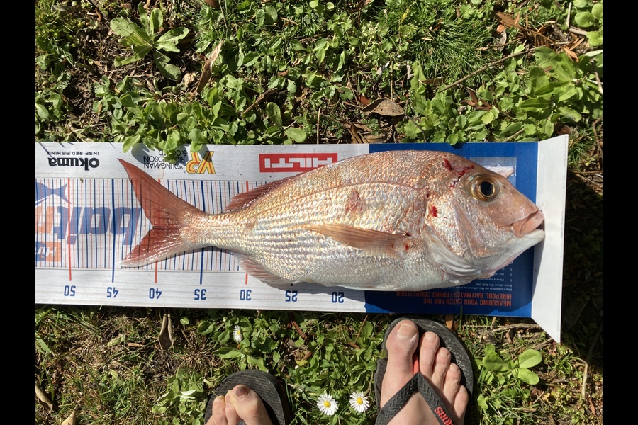 Stephen Smith caught this 40.5cm Snapper at Fantail bay during The Hirepool Baitmates Fishing Comp