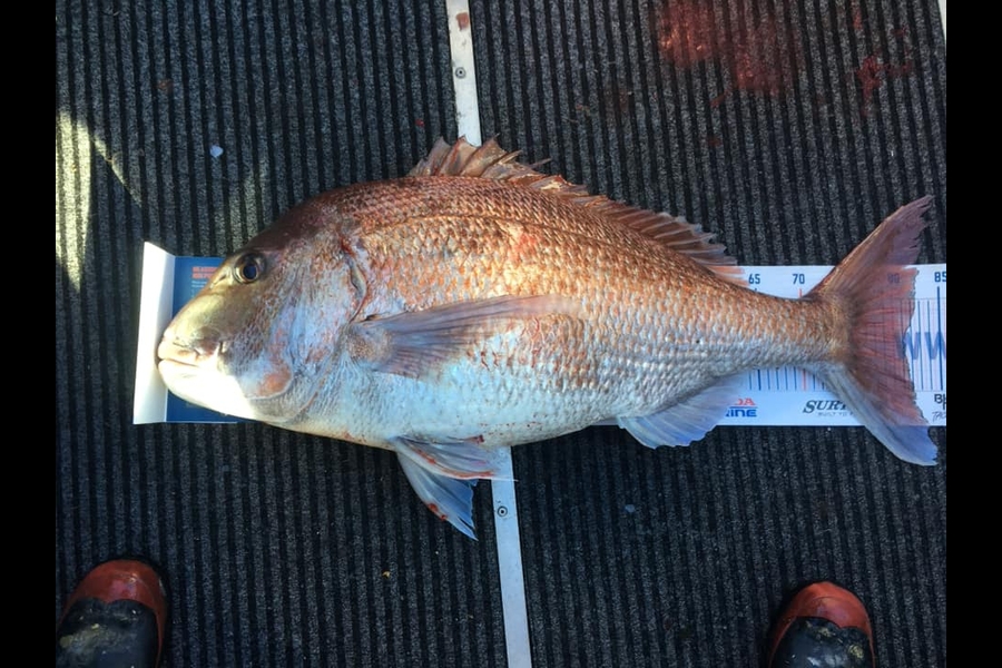 Ian Twist caught this 81.0cm Snapper at Hauraki Gulf during The Hirepool Baitmates Fishing Comp