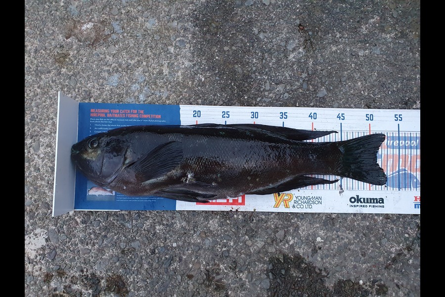 Greg Whiteman caught this 51.0cm Butterfish at Wellington  during The Hirepool Baitmates Fishing Comp