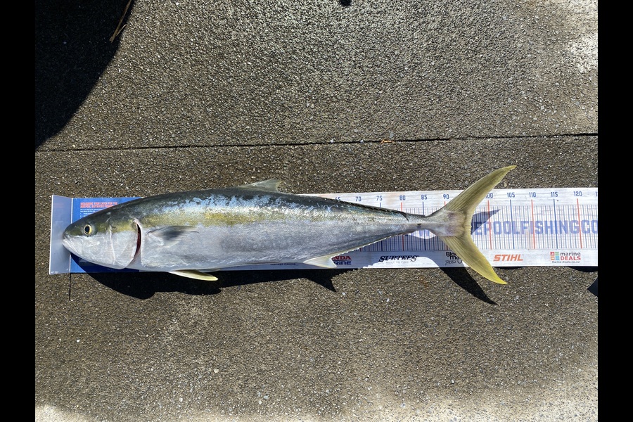 Neels Erasmus caught this 95.5cm Kingfish at Shearers Rock during The Hirepool Baitmates Fishing Comp