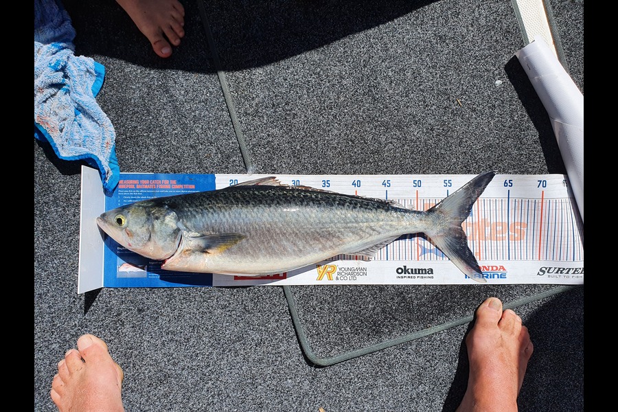 robert VanBellen caught this 57cm Kahawai at Castle Rock during The Hirepool Baitmates Fishing Comp