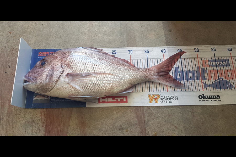 Darren Nunn caught this 40.5cm Snapper at Northland  during The Hirepool Baitmates Fishing Comp