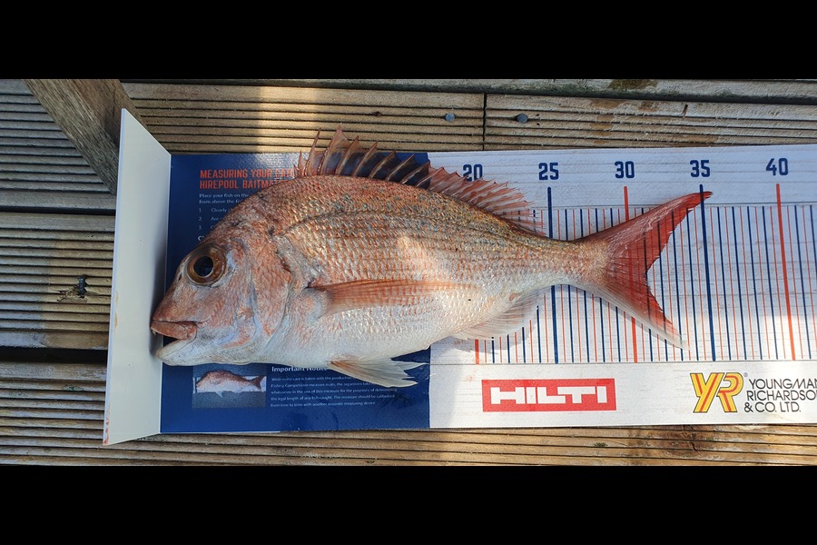 Mark White caught this 31cm Snapper at Coromandel  during The Hirepool Baitmates Fishing Comp