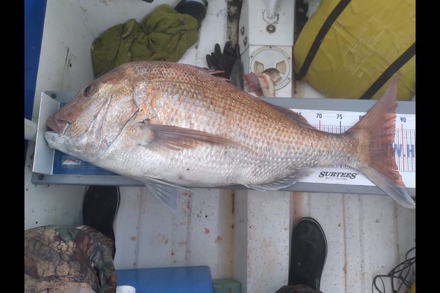 Geoff Preston caught this 87.5cm Snapper at Mokau during The Hirepool Baitmates Fishing Comp