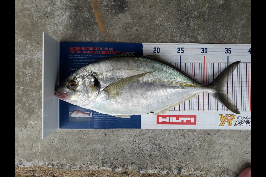 Karl Williamson caught this 34cm Trevally at Manukau harbour  during The Hirepool Baitmates Fishing Comp