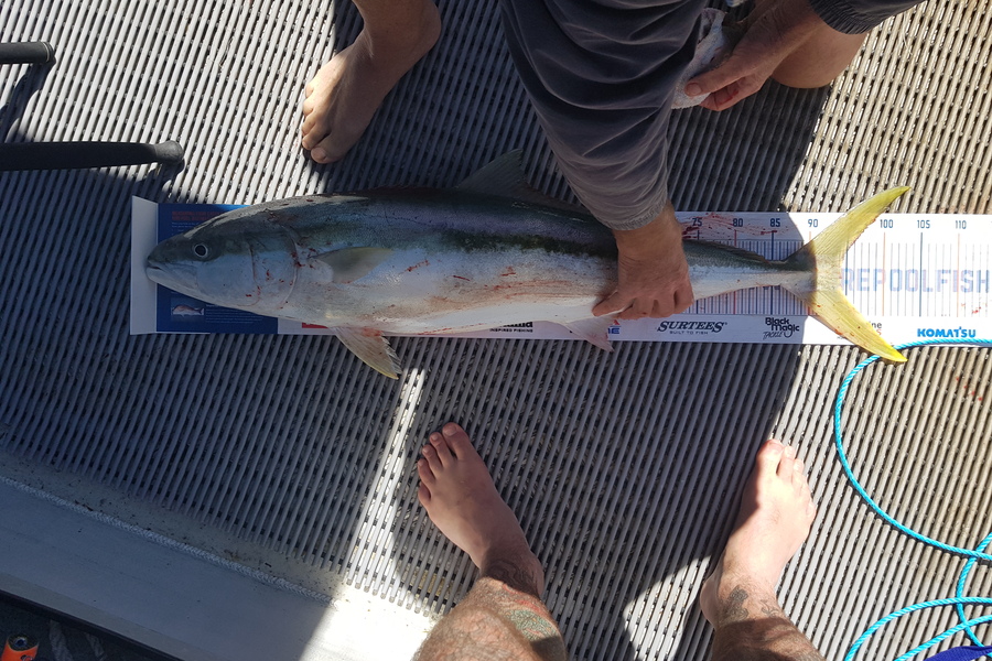 Karl Bogue caught this 94.0cm Kingfish at Hauraki gulf during The Hirepool Baitmates Fishing Comp