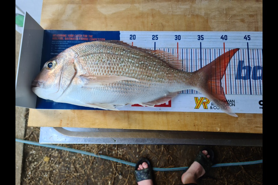Ricky  Blanken caught this 39cm Snapper at Manukau Harbour  during The Hirepool Baitmates Fishing Comp