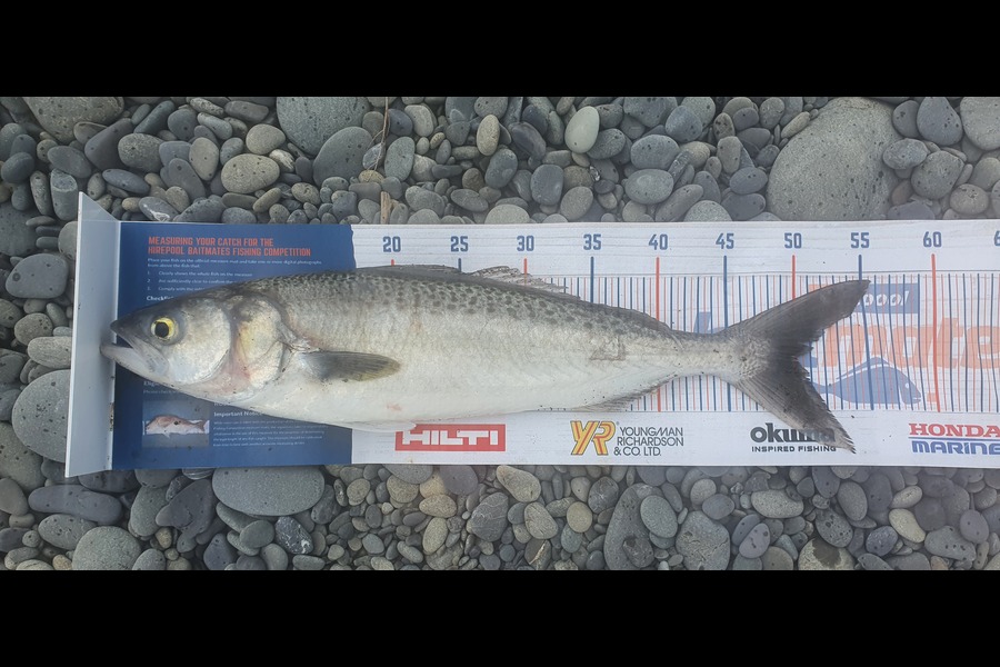 Jared Check caught this 50cm Kahawai at Hawai during The Hirepool Baitmates Fishing Comp
