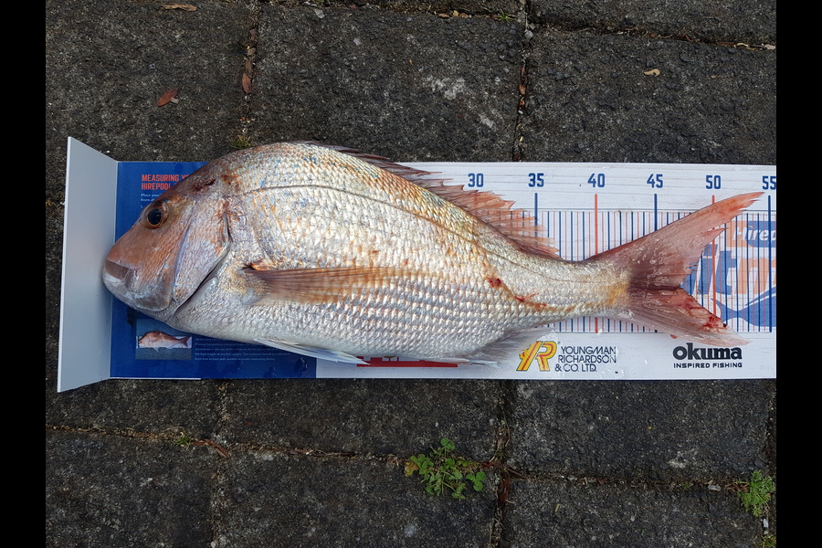 Andrew Macdonald caught this 47cm Snapper at Manukau during The Hirepool Baitmates Fishing Comp