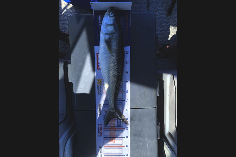 Luke Ross caught this 54.0cm Kahawai at Raglan during The Hirepool Baitmates Fishing Comp