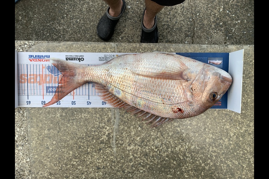 Andre Stickling caught this 53.5cm Snapper at Raglan during The Hirepool Baitmates Fishing Comp