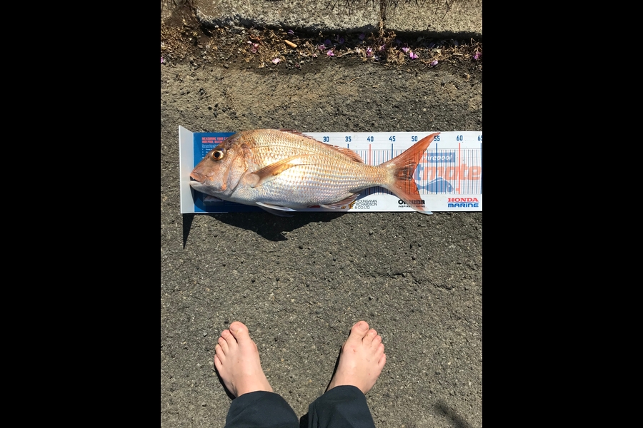 Daniel Nelson caught this 49.5cm Snapper at Tauranga during The Hirepool Baitmates Fishing Comp