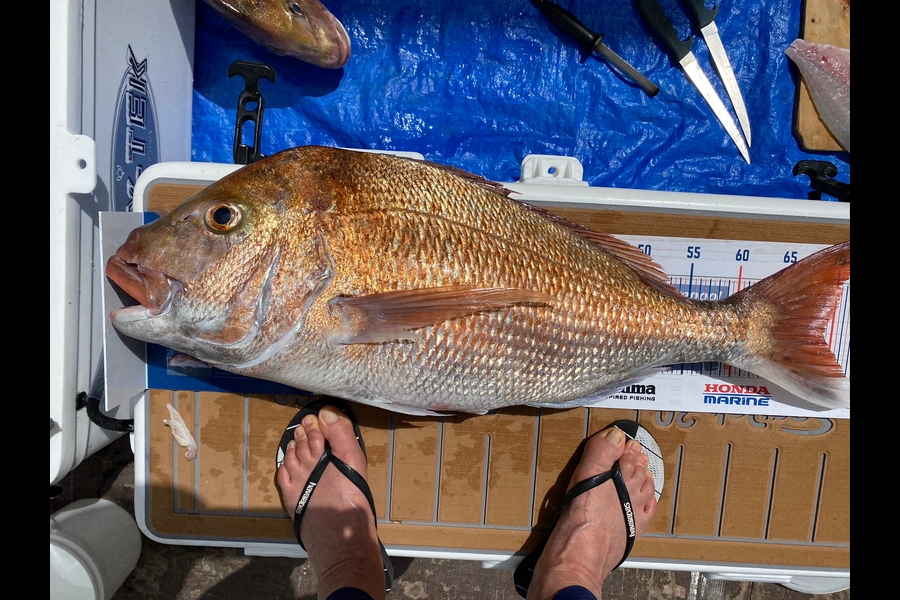 Karen Blockley caught this 69.5cm Snapper at RAGLAN during The Hirepool Baitmates Fishing Comp