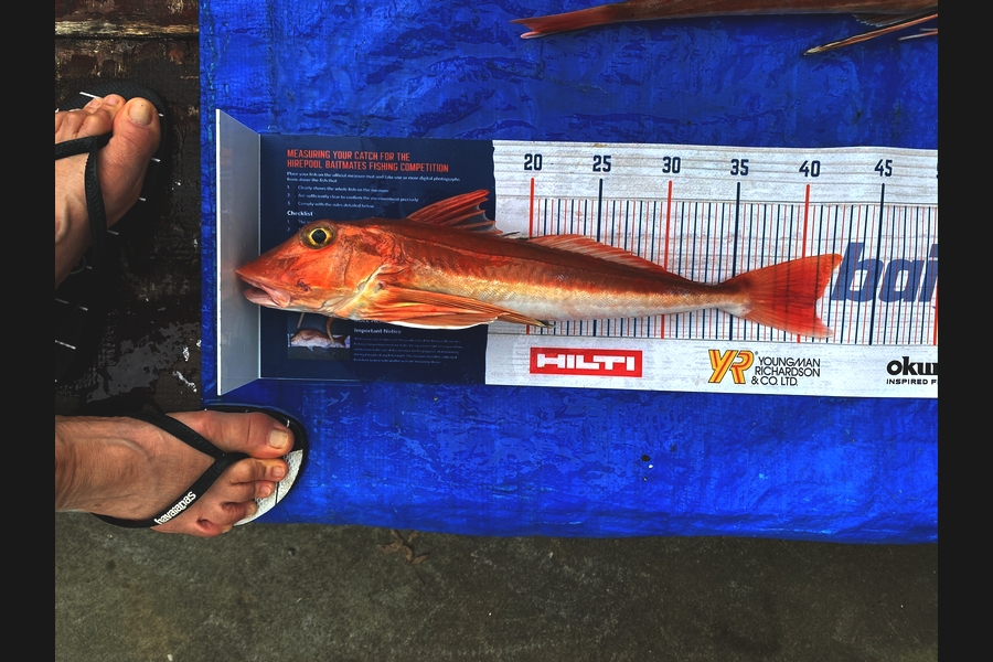 Karen Blockley caught this 41.0cm Gurnard at RAGLAN during The Hirepool Baitmates Fishing Comp